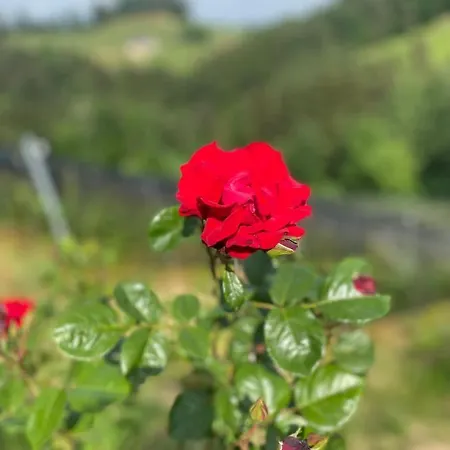 Trautenburg Stub'n Fogadó Leutschach