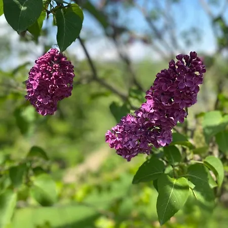 Trautenburg Stub'n Fogadó Leutschach