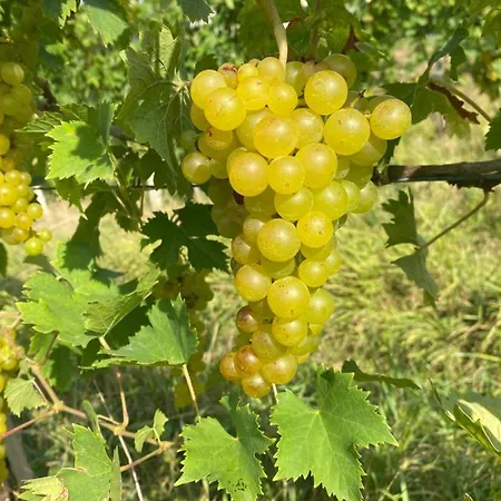 بيت ريفي Trautenburg Stub'n