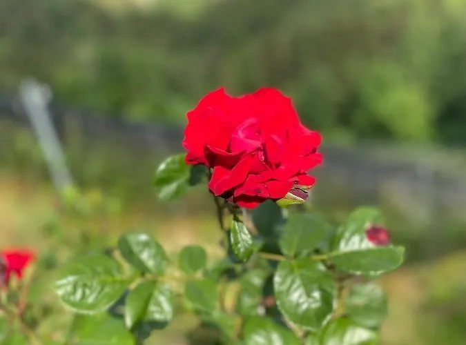 Trautenburg Stub'n 宾馆 里欧查赫