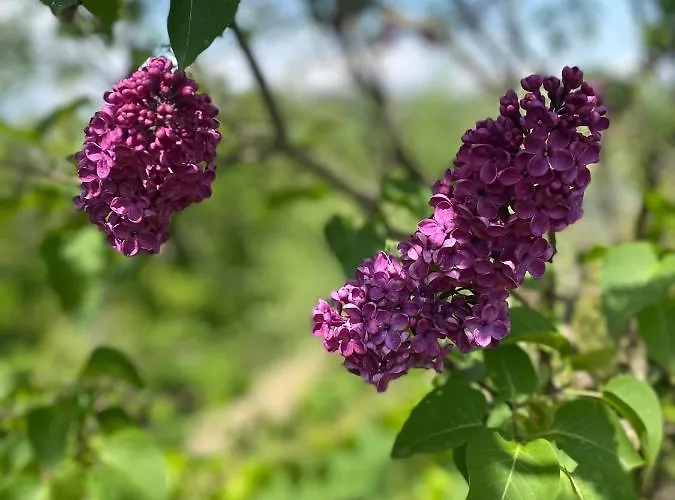 Trautenburg Stub'n 宾馆 里欧查赫