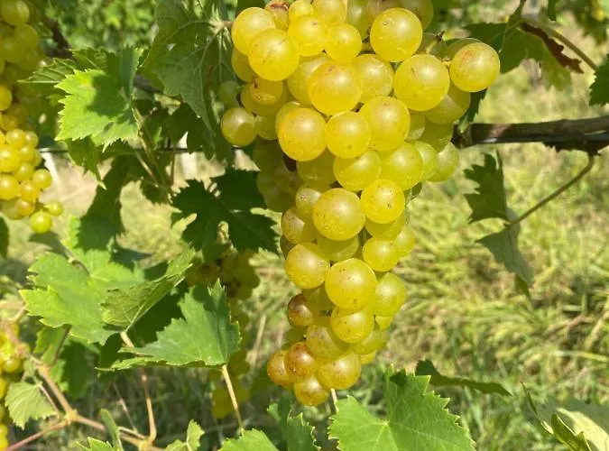 بيت ريفي Trautenburg Stub'n